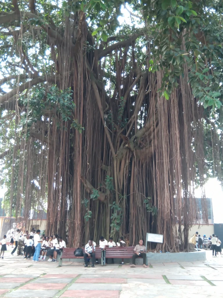 kumasi drzewo i miejsce spotkań