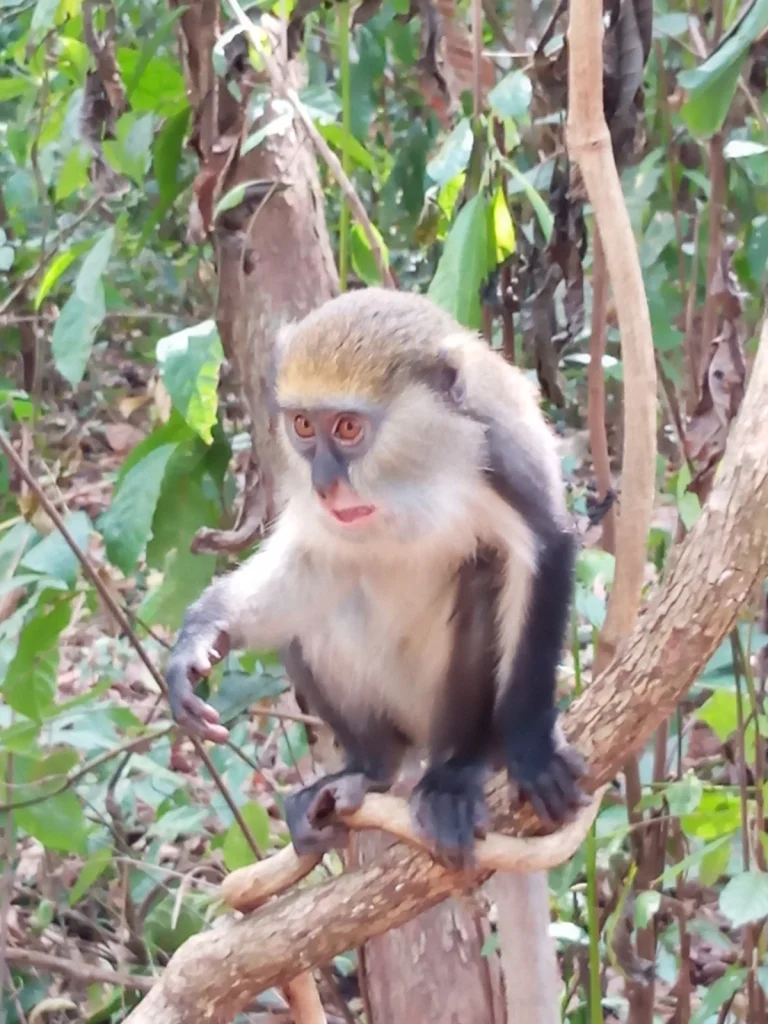 małpa w kumasi